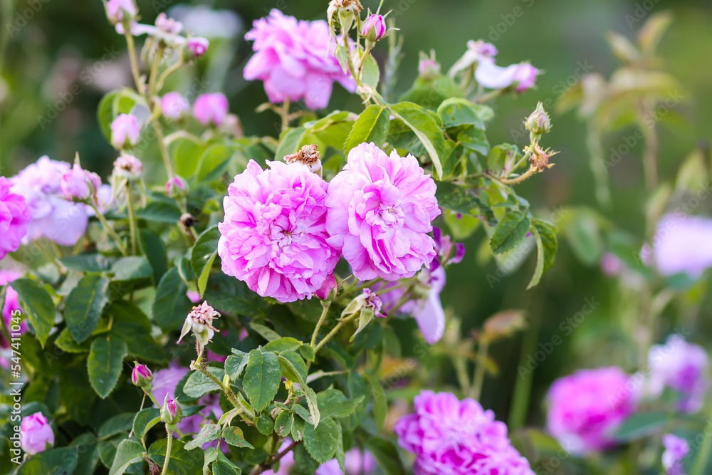 Pink roses in the garden. Decorative garden plants blooming outdoors