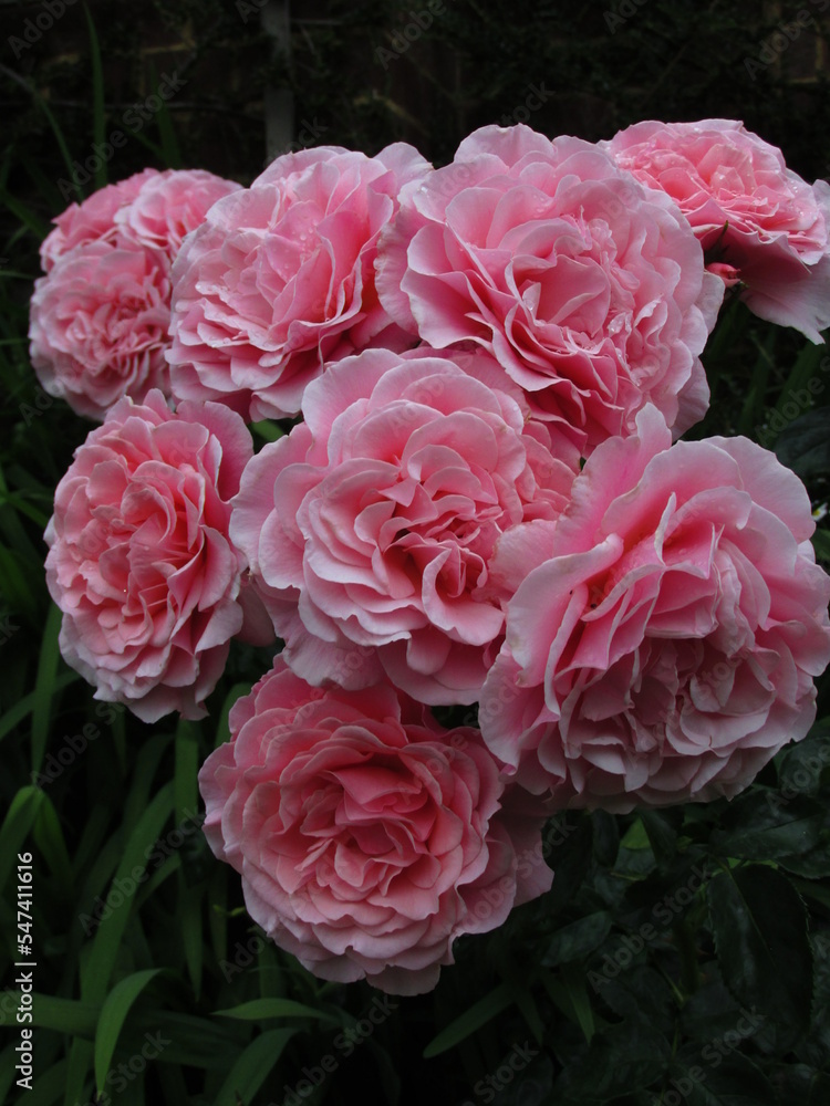pink rose cluster pink rose cluster