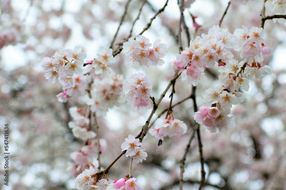 お寺の境内に咲く桜の花 お寺の境内に咲く桜の花