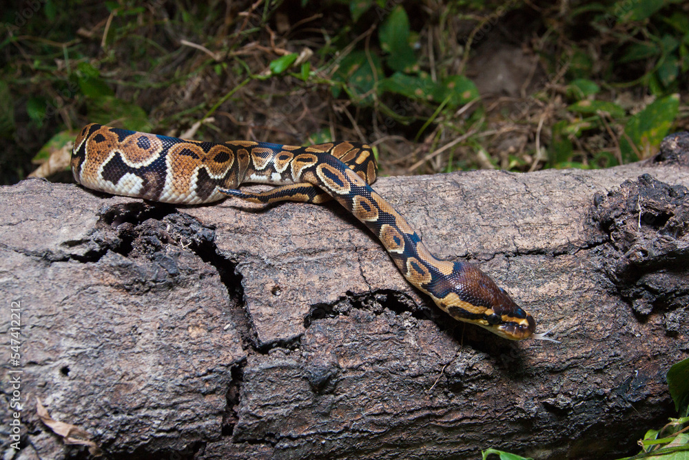 Naklejka premium ball python snake Python regius on the wild