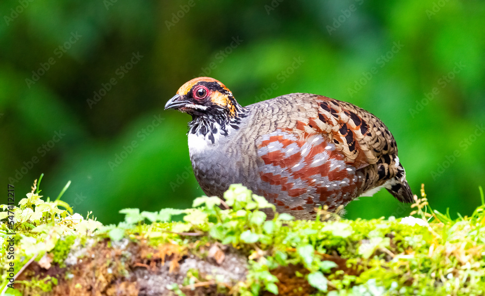 Hill partridge Hill partridge