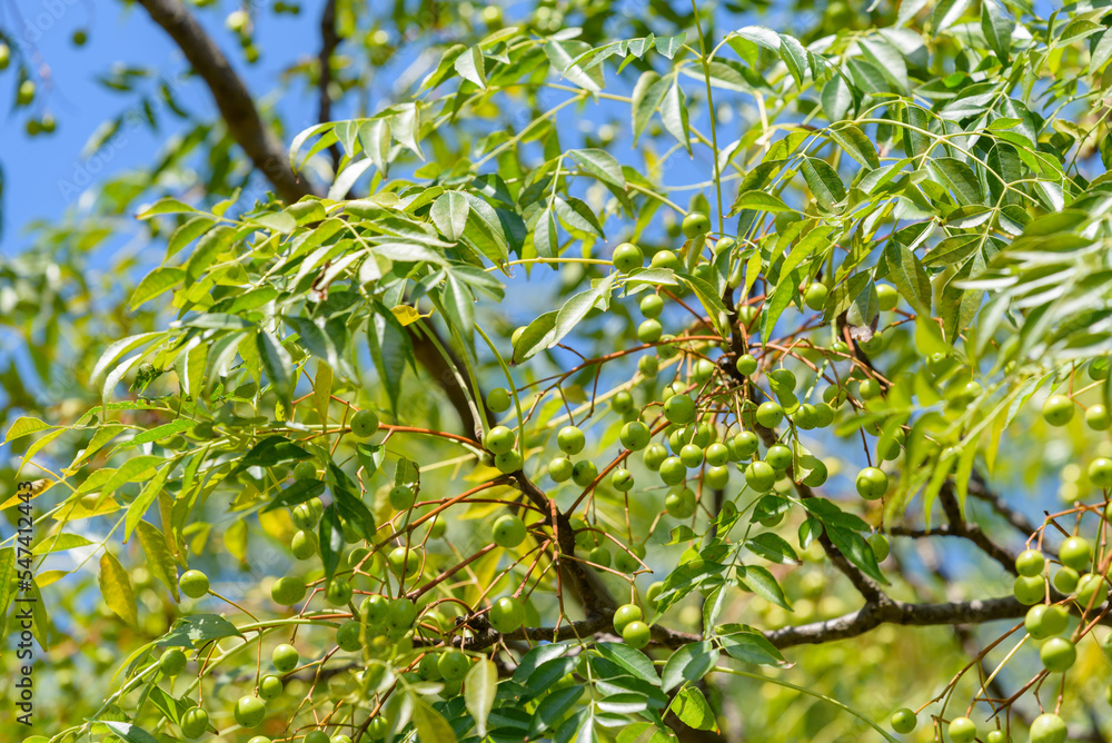 Young fruits of Chinaberry tree, on the branch