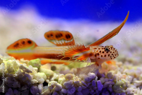 Spike-fin flaming Goby - Discordipinna griessingeri photo