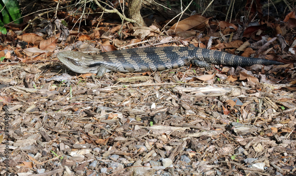 Fototapeta premium Blue-tongue lizard lying in the sun, New South Wales Australia 