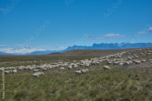 flock of sheep in argentinian patagonia