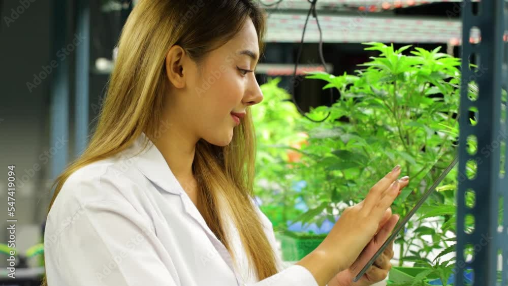 Asian woman scientist with white gown, hat, latex gloves and wearing glasses, checking cannabis leaf quality at indoor greenhouse. Concept alternative medicine. Asian woman scientist with white gown, hat, latex gloves and wearing glasses, checking cannabis leaf quality at indoor greenhouse. Concept alternative medicine.