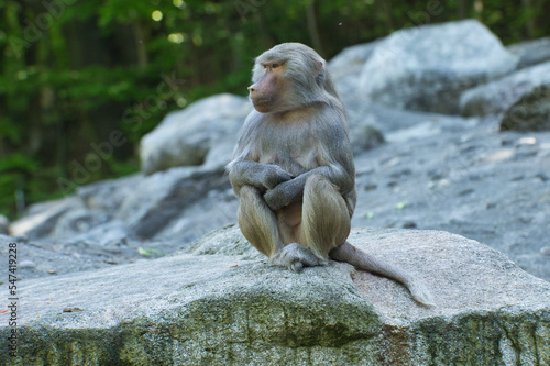 Primat auf einem Felsen