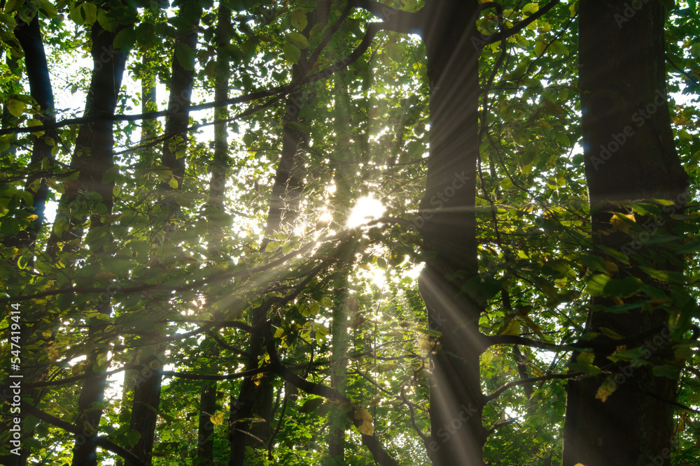 Obraz premium sun rays through the forest