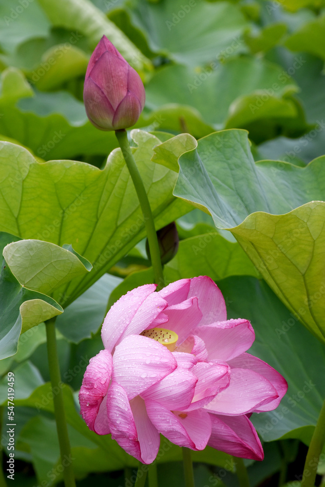 Blooming pink lotus flowers in the Shinobazu Pond in Ueno Park, Tokyo, after a rainy day