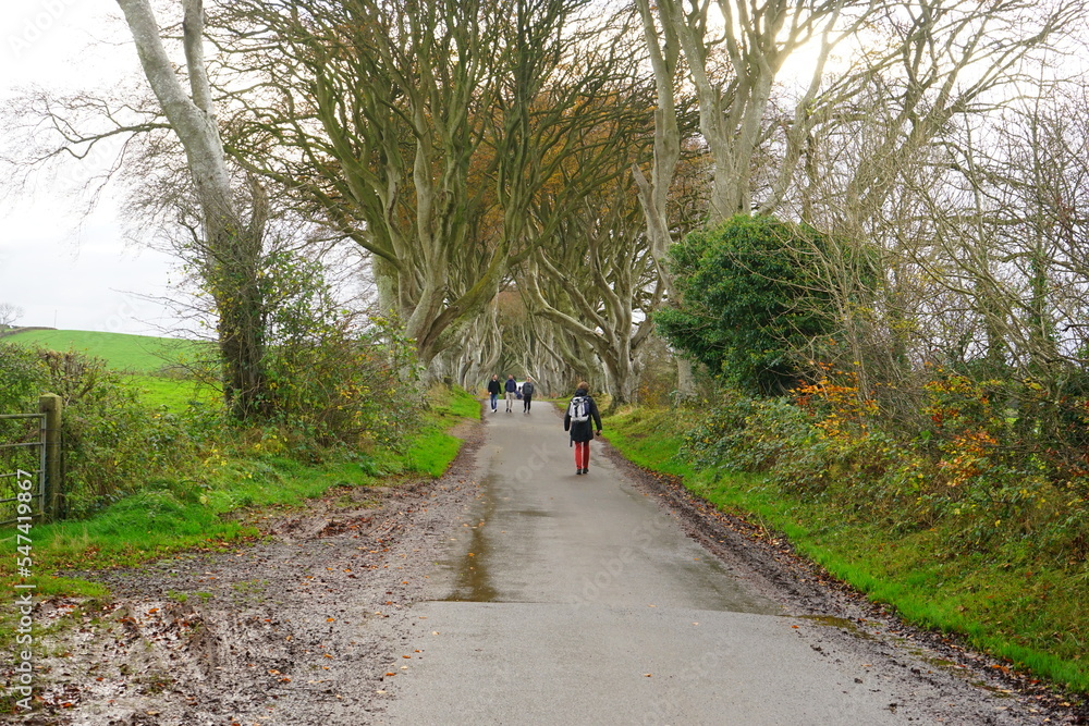 The Dark Hedges, Avenue of Beech Trees along Bregagh Road in County Antrim, Northern Ireland The Dark Hedges, Avenue of Beech Trees along Bregagh Road in County Antrim, Northern Ireland