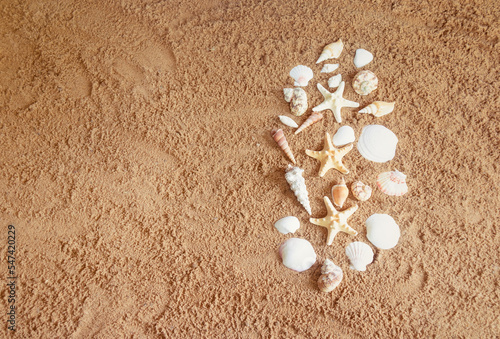 Seashells and starfishes as a border on sand.