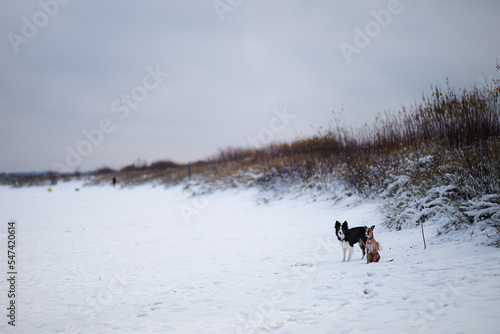 Fototapeta Naklejka Na Ścianę i Meble -  Border Collie I whippet na tle zimowej plaży nad morzem w czasie śniegu