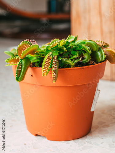 Dionée attrape-mouche en pot dans le salon d'une maison, plante carnivore photo