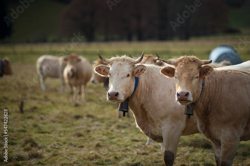 Vaches Blondes d'Aquitaine sur pâturages
