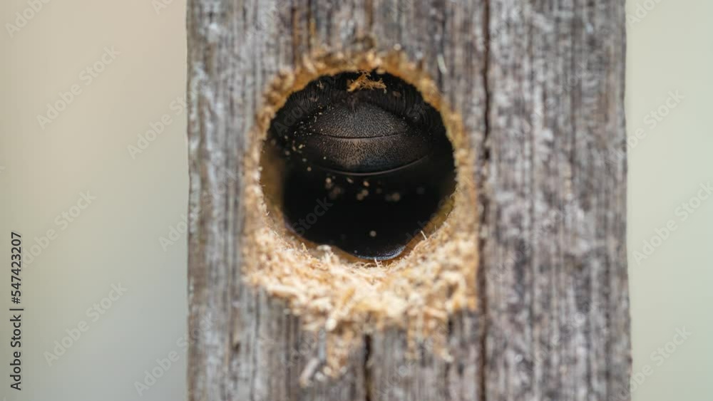 Carpenter bee drilling holes in wood full of sawdust. Close up of