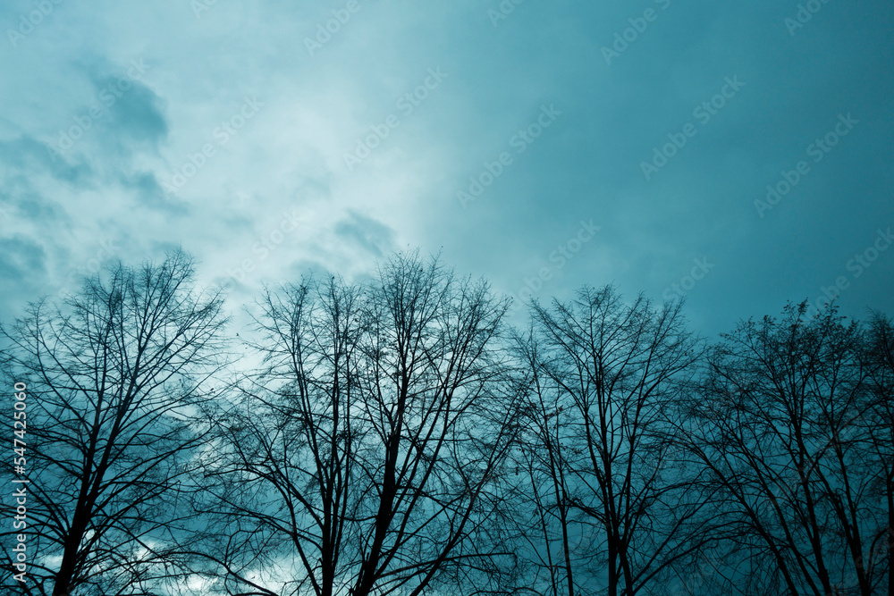 trees silhouettes in winter season trees silhouettes in winter season