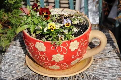 Flowers in a pot.