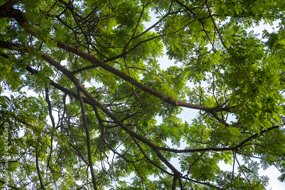 Fototapeta premium View of the large tree with sky on the background