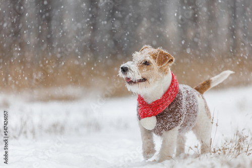 Dog in a red knitted scarf and brown sweater. Jack Russell Terrier stands in the forest in the snowfall. Blurred background for the inscription. Christmas concept