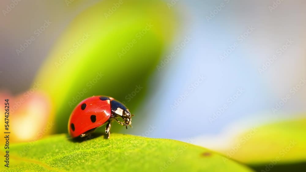 Ladybug on green leaf close-up Ladybug on green leaf close-up