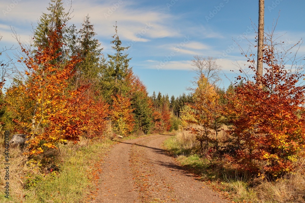 Naklejka premium autumn in the fores