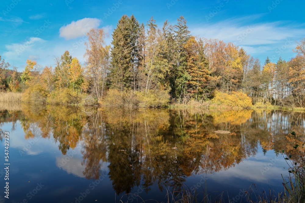 autumn in the fores