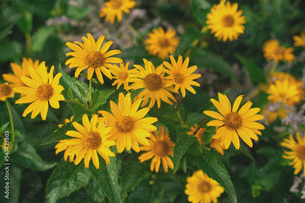A picture of flowers in close-up A picture of flowers in close-up