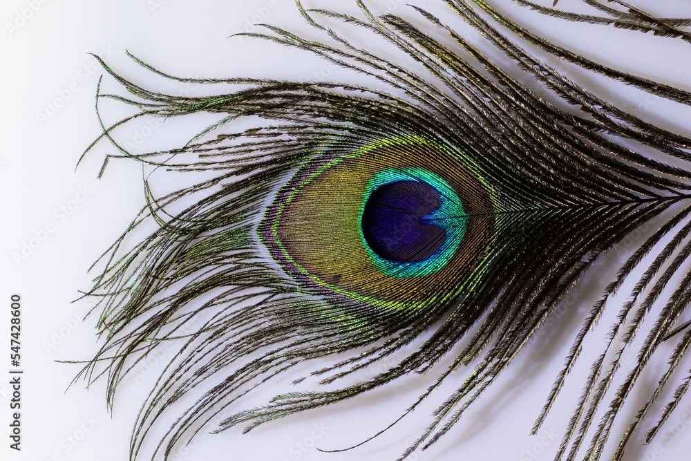 Fototapeta premium close up of isolated peacock feather on white background