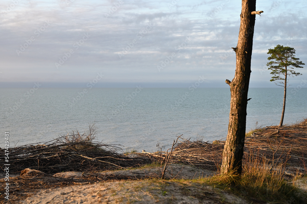 Lonely pine trees at Baltic Sea shore