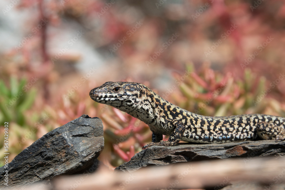 Obraz premium Mauereidechse (Podarcis muralis)