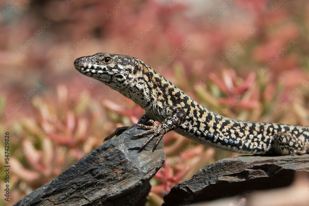Fototapeta premium Mauereidechse (Podarcis muralis)