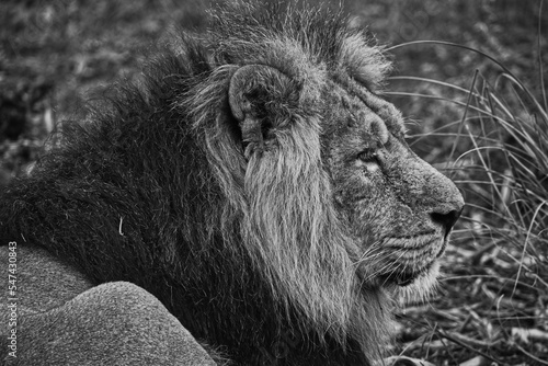 Fototapeta Naklejka Na Ścianę i Meble -  Asian lion in close up. Chester Zoo, United Kingdom.