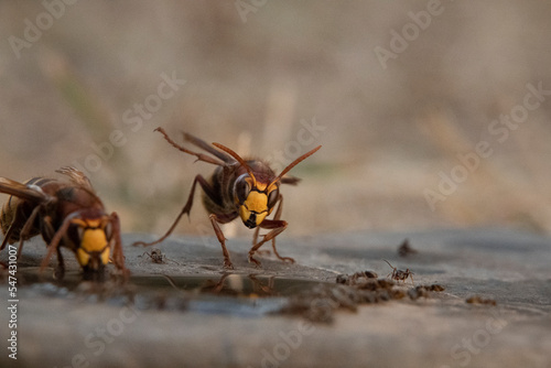 Hornisse (Vespa crabro) und Ameisen © Lothar Lenz