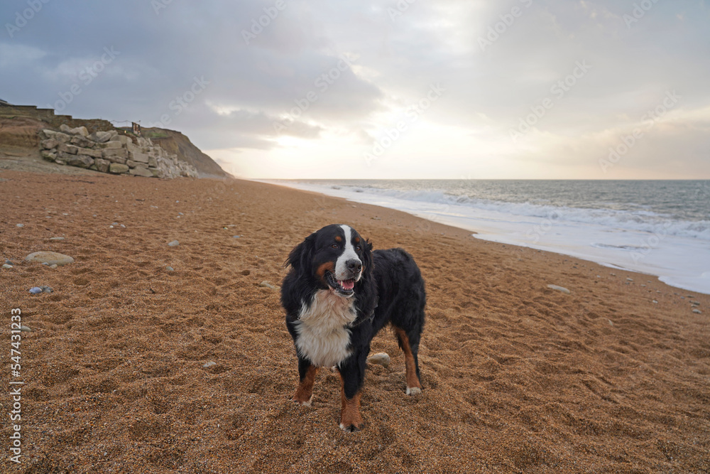 Bernese Mountain Dog on a beach at sunrise Bernese Mountain Dog on a beach at sunrise