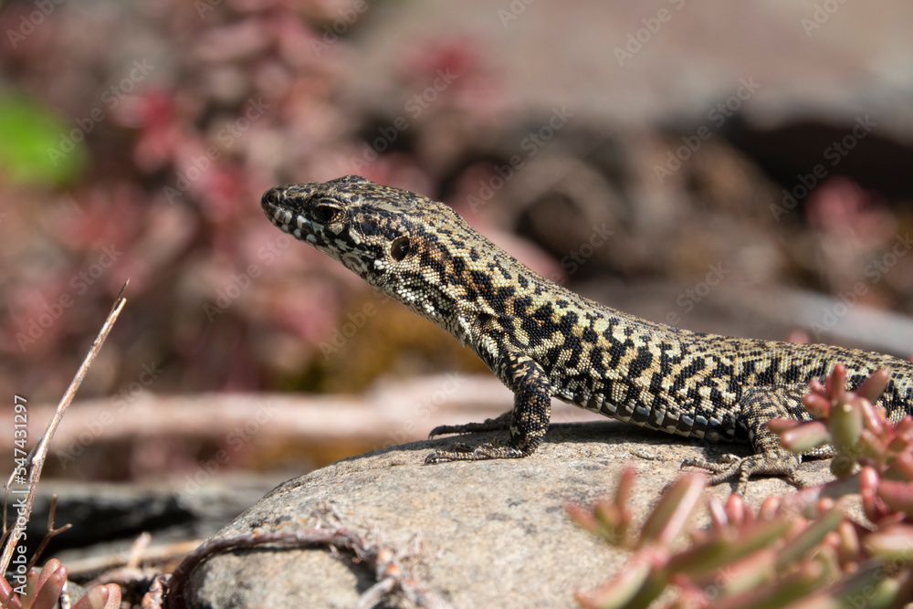 Mauereidechse (Podarcis muralis) Mauereidechse (Podarcis muralis)