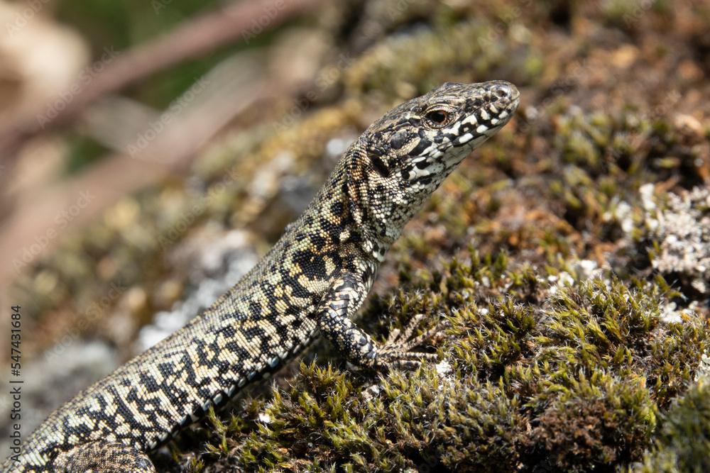 Obraz premium Mauereidechse (Podarcis muralis)