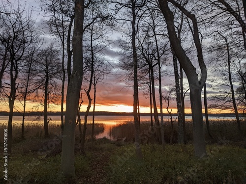 Fototapeta Naklejka Na Ścianę i Meble -  sunrise in the forest