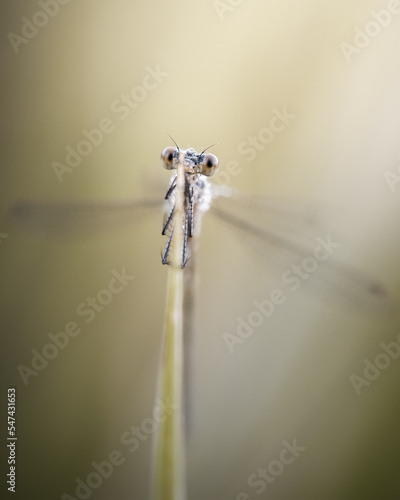 Emerald damselfly on the other side of a straw photo