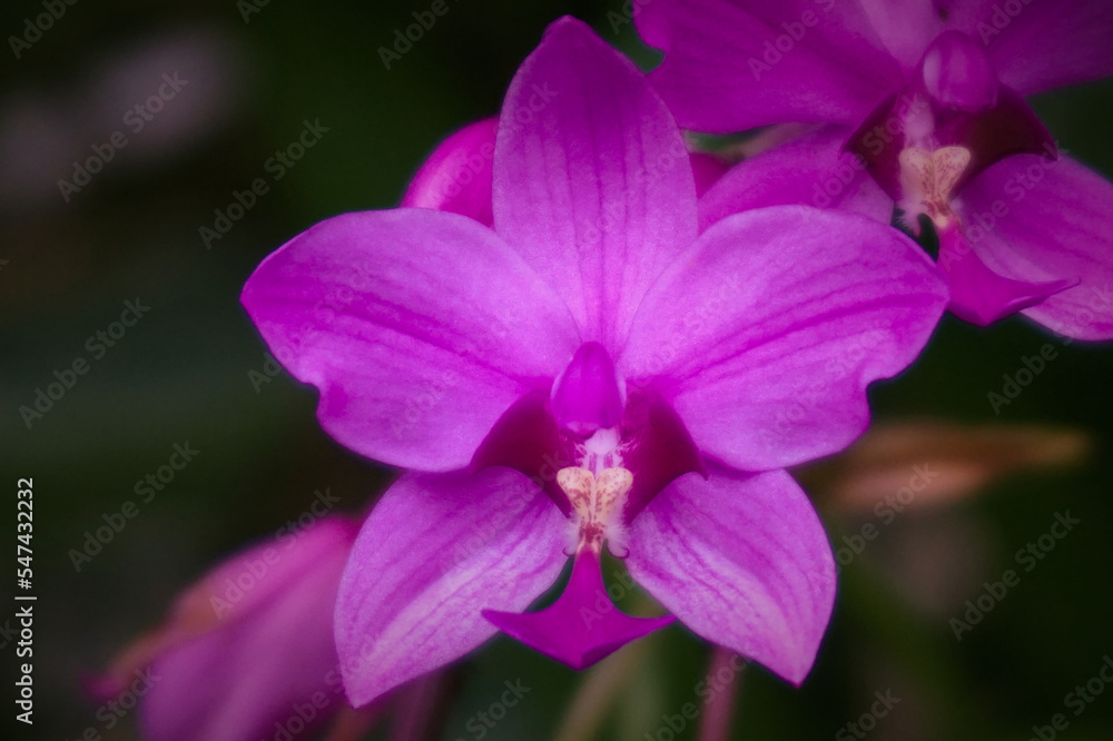 A beauty Spathoglottis or commonly known as purple orchid that blooming in the garden when autumn A beauty Spathoglottis or commonly known as purple orchid that blooming in the garden when autumn