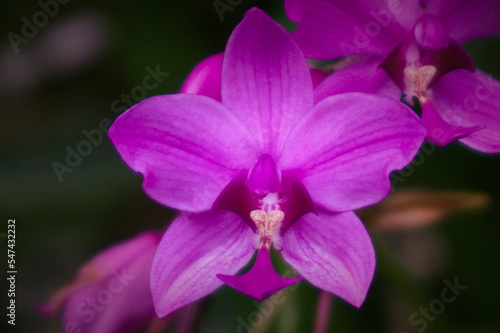 A beauty Spathoglottis or commonly known as purple orchid that blooming in the garden when autumn