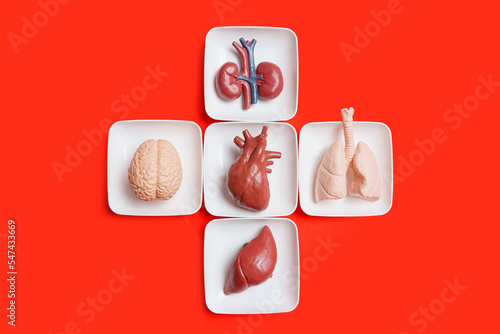 Toy human body organs in trays isolated on red