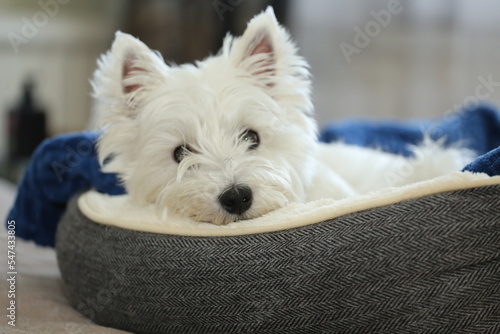 Cuadro en lienzo West Highland White Terrier