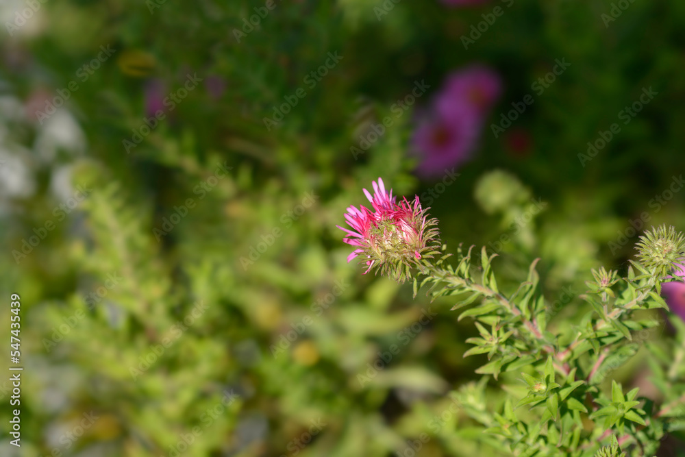 New England aster Andenken an Alma Potschke flower bud New England aster Andenken an Alma Potschke flower bud