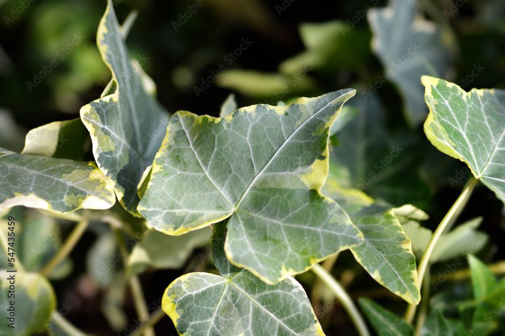 Variegated English Ivy leaves Variegated English Ivy leaves