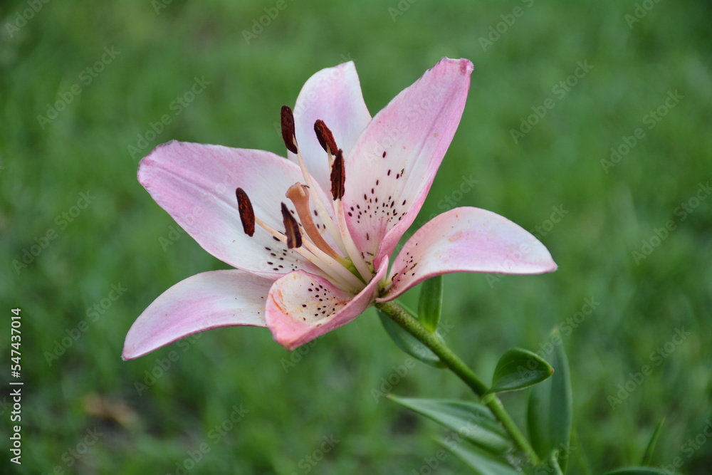 Lili flower Lilium Liliaceae garden plant Lili flower Lilium Liliaceae garden plant