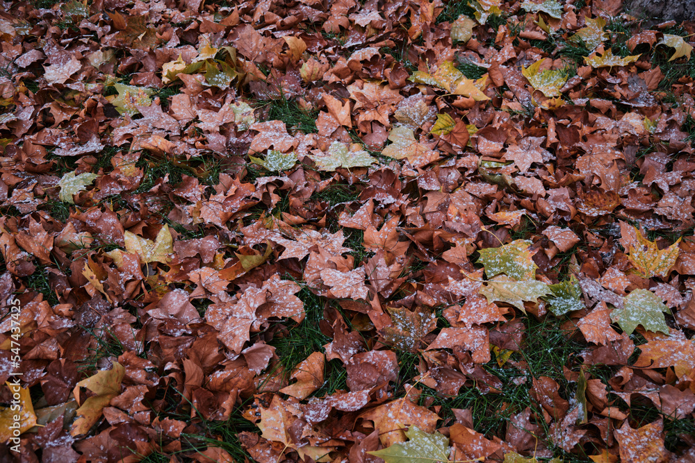 Winter leaves with snow on them on green grass. Orange and yellow leaves on gree grass. Fall leaves. Winter leaves with snow on them on green grass. Orange and yellow leaves on gree grass. Fall leaves.