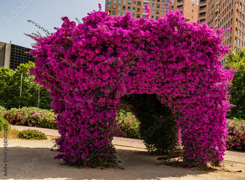 Background with fuchsia bougainvillea flowers with bow