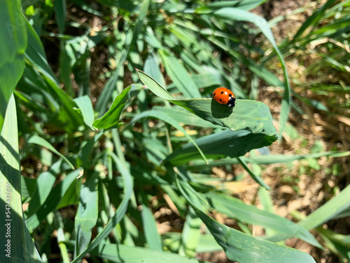 Ladybug resting