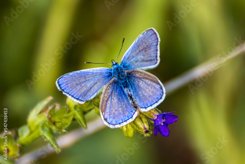 farfalla cupido