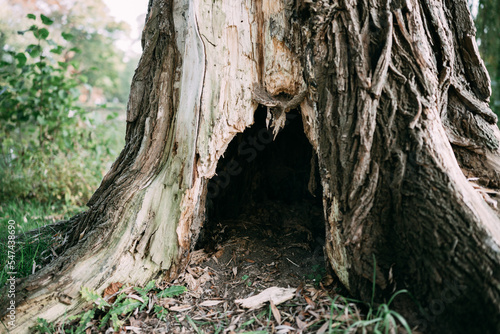 tree trunk with roots photo